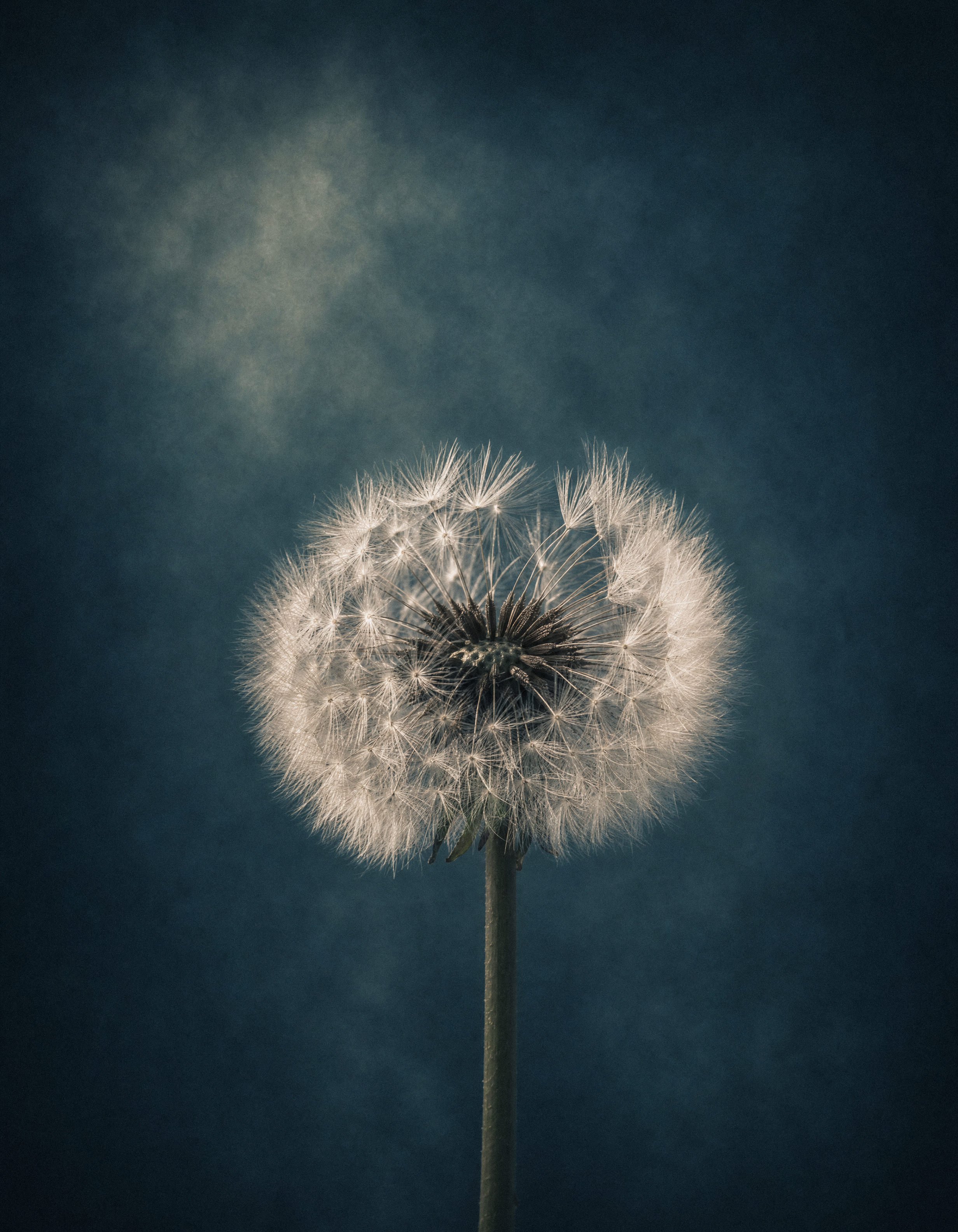 Fine Art — soffione