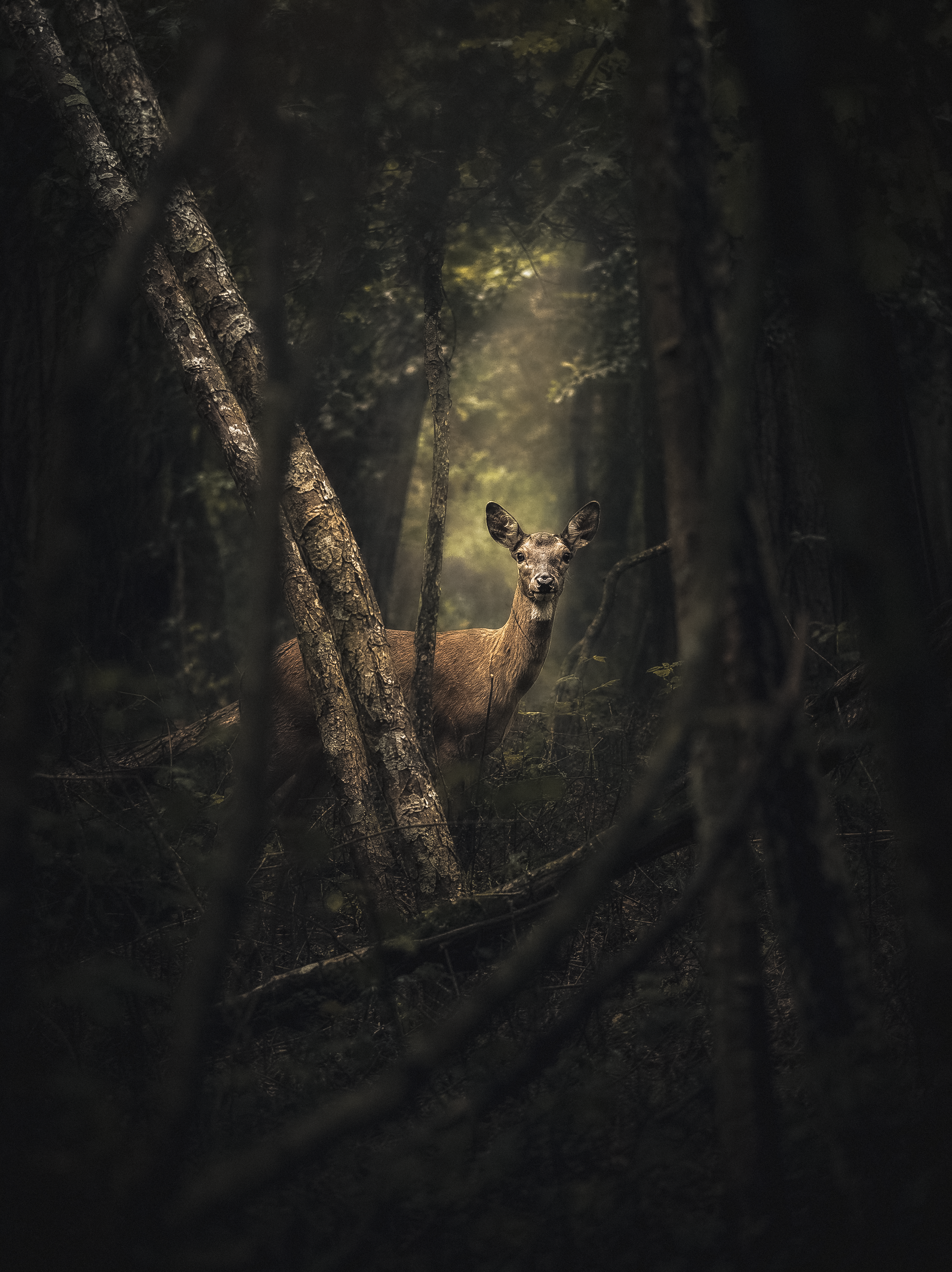 Fine Art — daino nel bosco